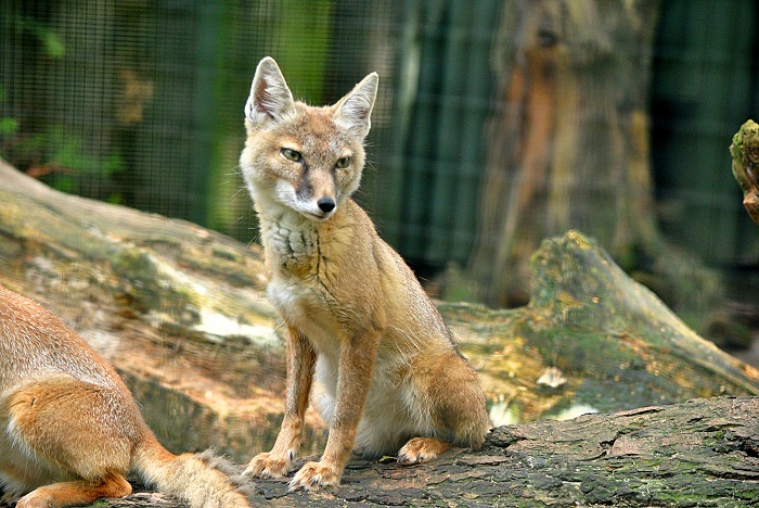 Korsak - Steppenfuchs