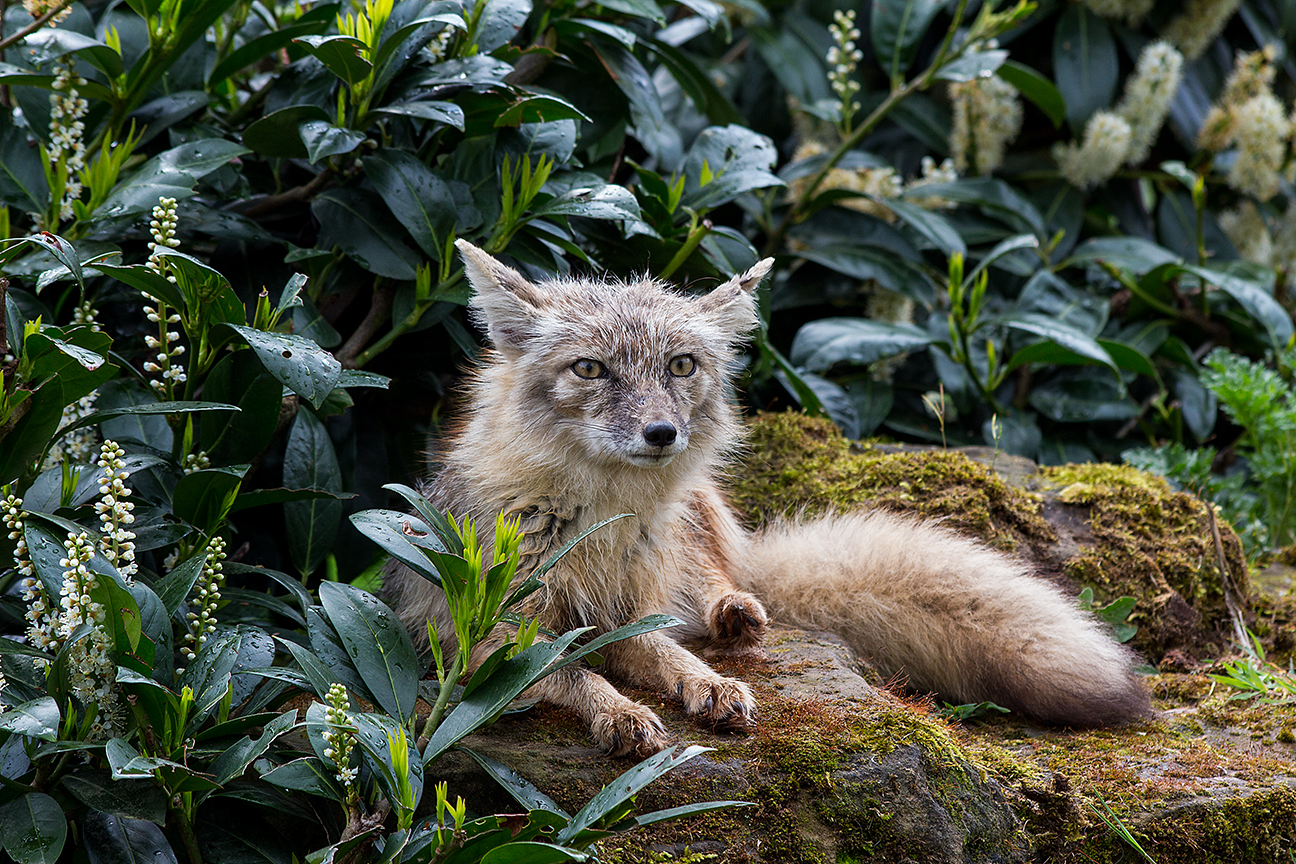 Korsak (Steppenfuchs) Saarbrücker Zoo