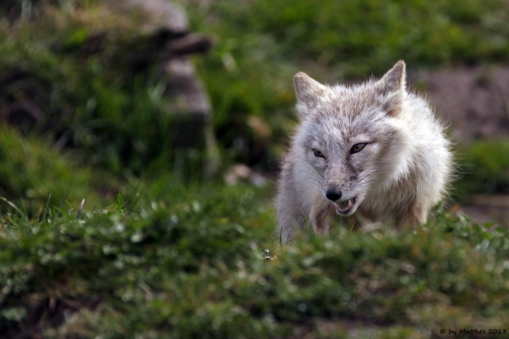 Korsak  (Vulpes corsac)