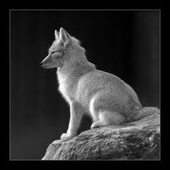 Korsakfuchs im Heidelberger Zoo