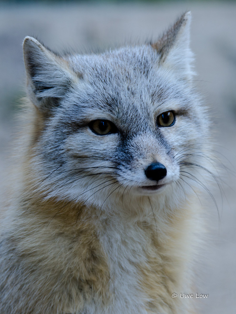 Korsakfuchs im Tierpark Gera