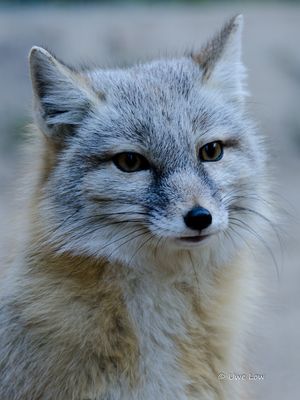 Korsakfuchs im Tierpark Gera