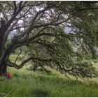 [Korsika - baum und gegensaetze]