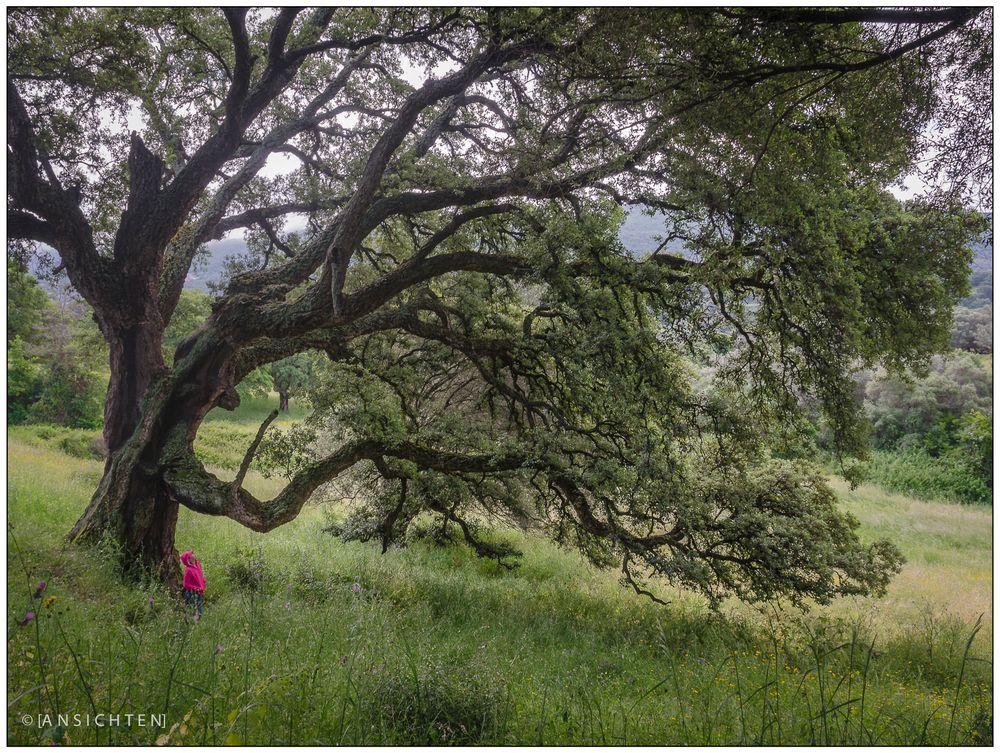 [Korsika - baum und gegensaetze]