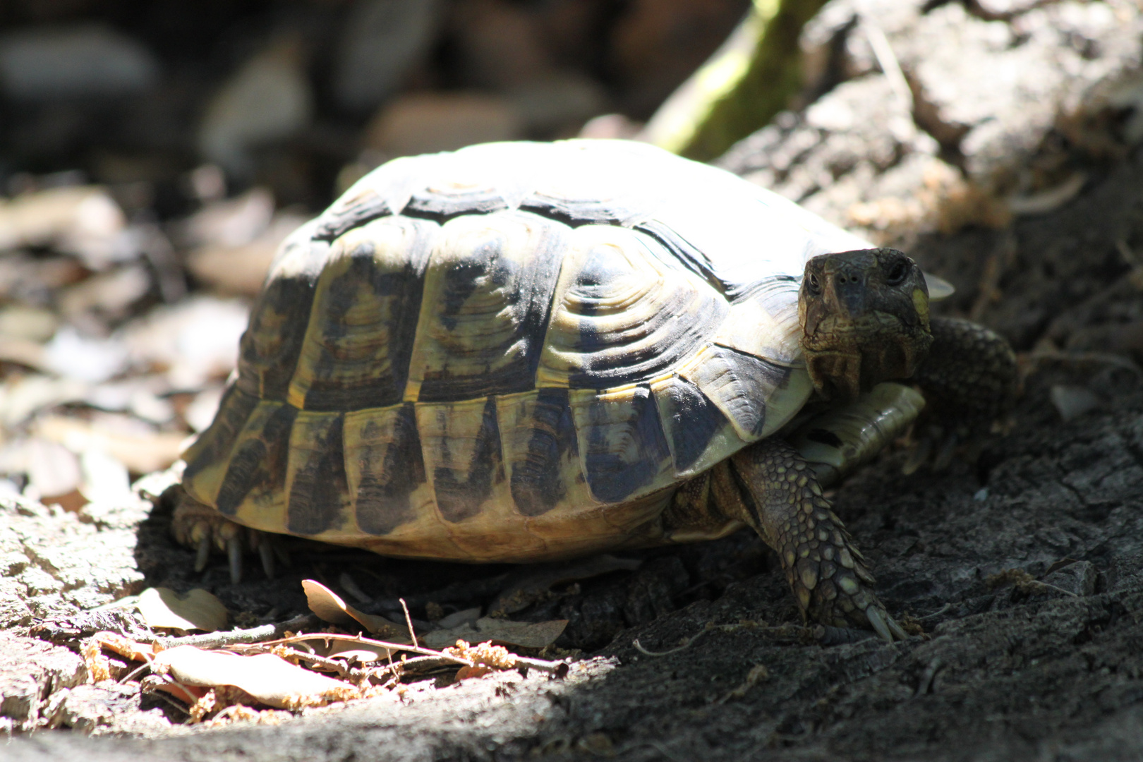 Korsika Schildkrötenpark 1