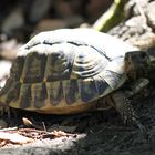 Korsika Schildkrötenpark 1