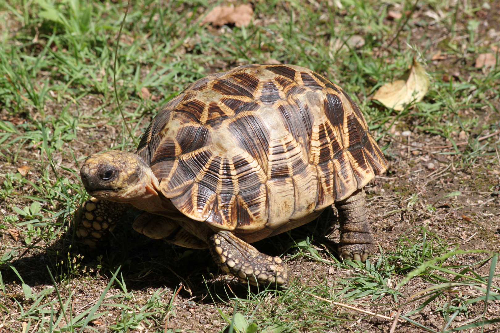 Korsika Schildkrötenpark 3