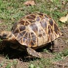 Korsika Schildkrötenpark 3