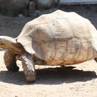 Korsika Schildkrötenpark 4