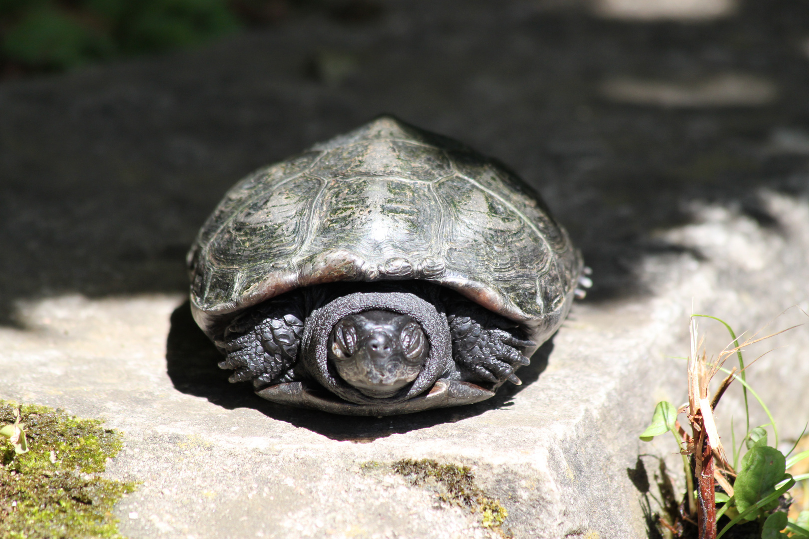 Korsika Schildkrötenpark 5