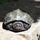 Korsika Schildkrötenpark 5