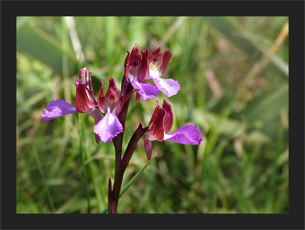 Korsische Orchidee