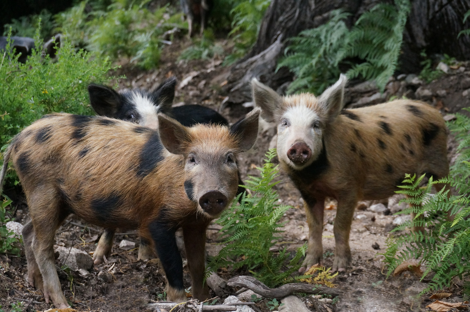 Korsische Schweine