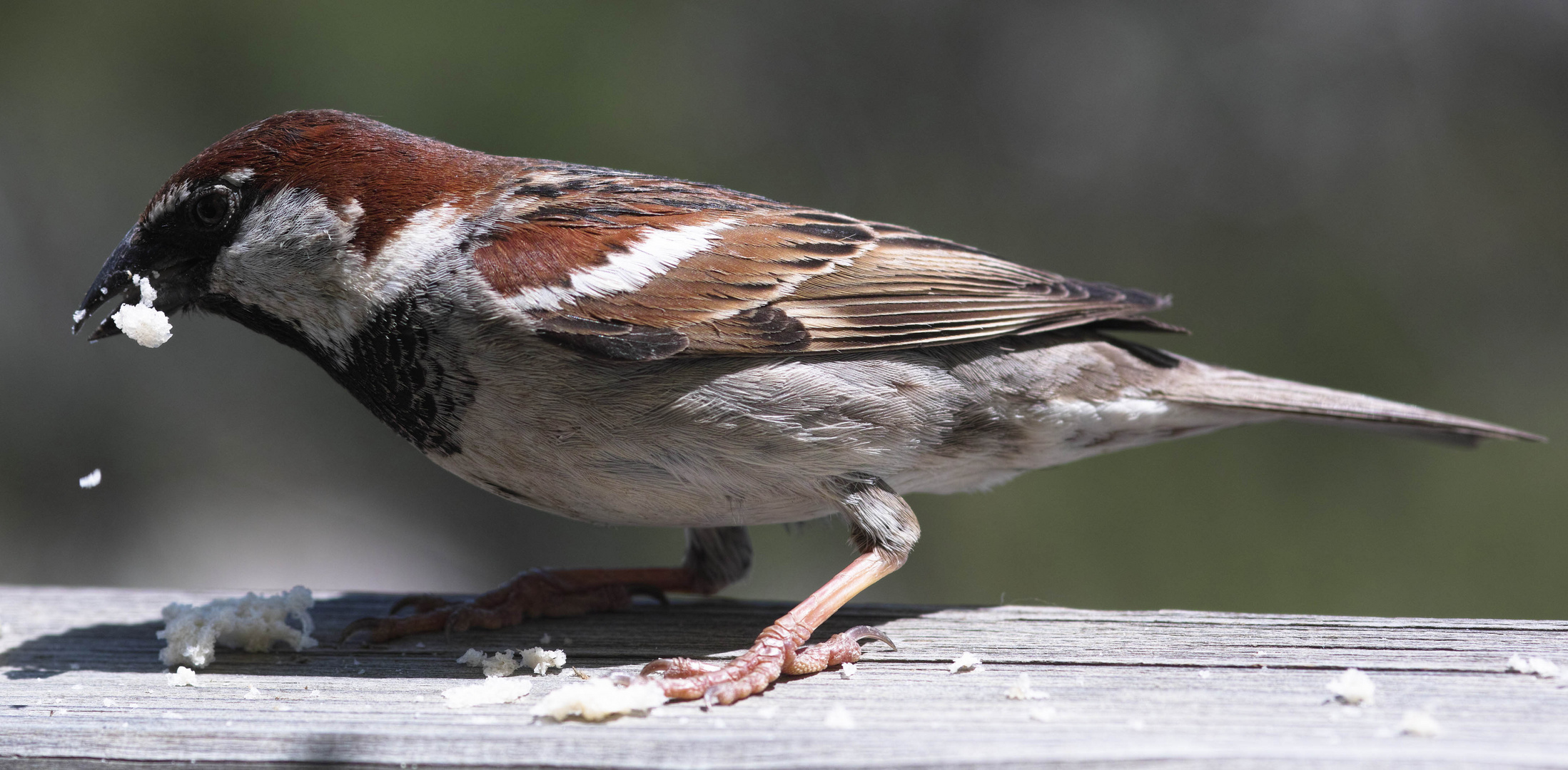 korsischer männlicher Spatz