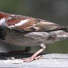 korsischer männlicher Spatz