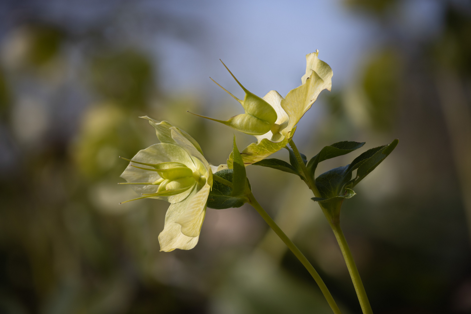 Korsischer Nieswurz (Helleborus argutifolius)