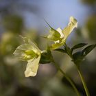 Korsischer Nieswurz (Helleborus argutifolius)