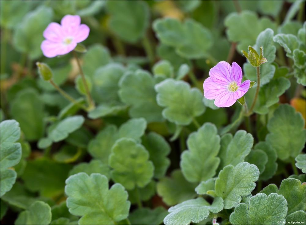 Korsischer Reiherschnabel (Erodium corsicum) Foto &amp; Bild | pflanzen ...