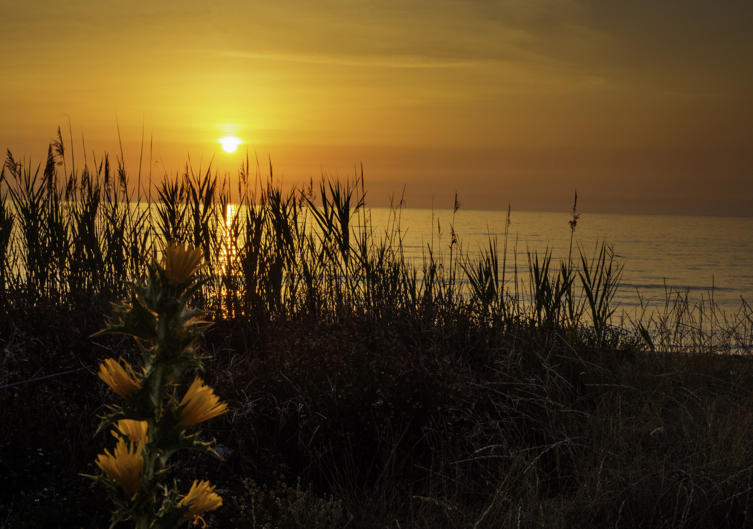 Korsischer Sonnenaufgang4: durch die Blume