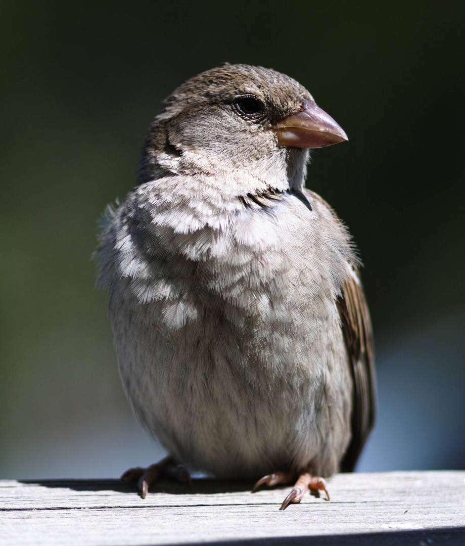 korsischer Spatz