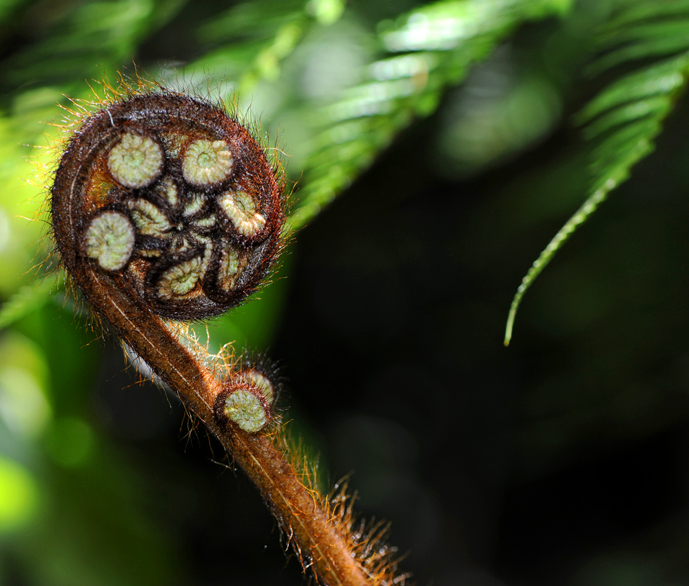 Koru