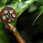 Koru