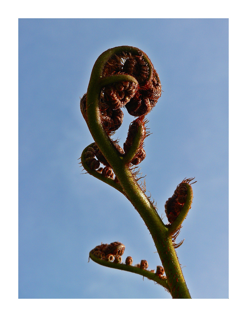 Koru