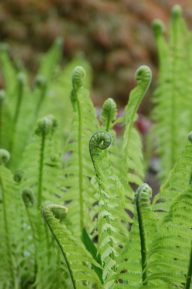 Koru