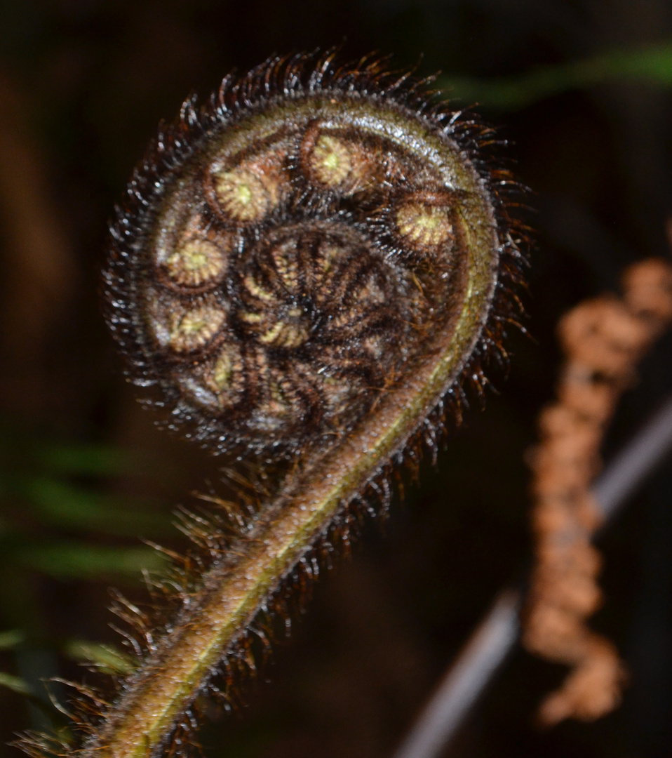 Koru