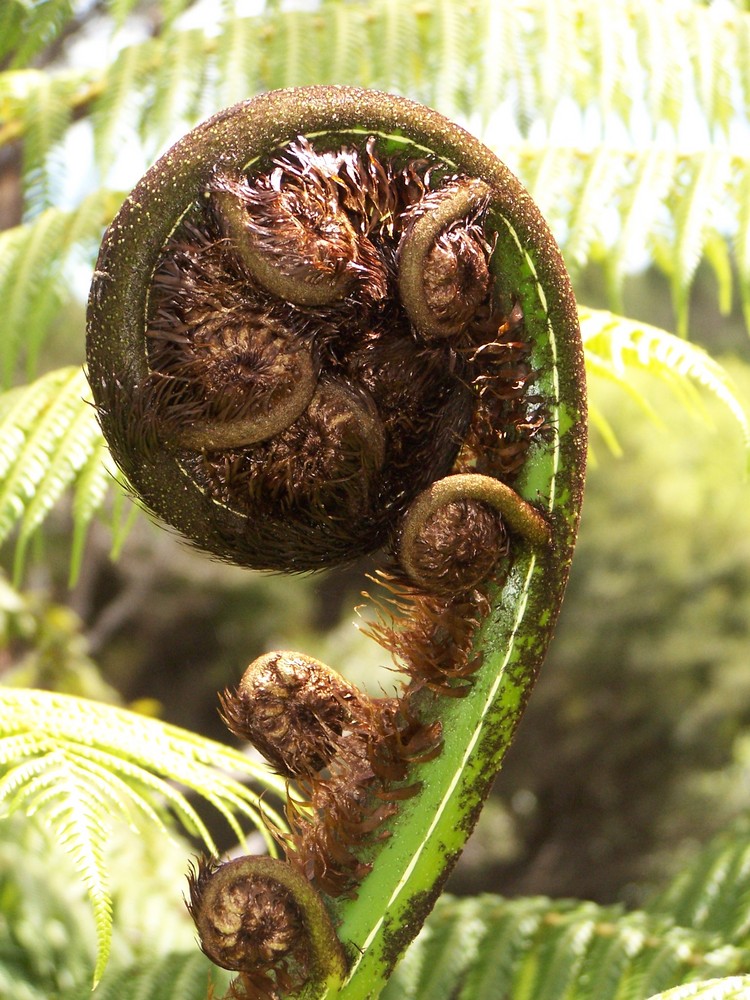 Koru