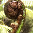 Koru