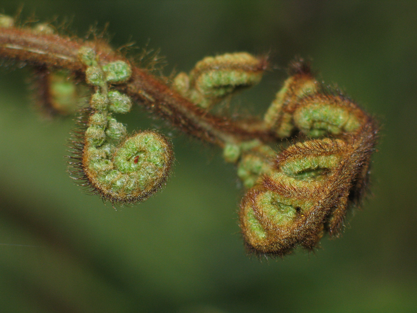 Koru - new life, new beginning