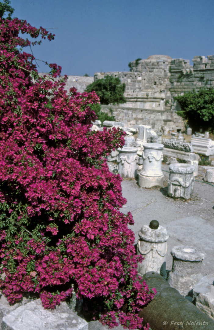 Kos, Bougainvillia in der Festung Naratzia