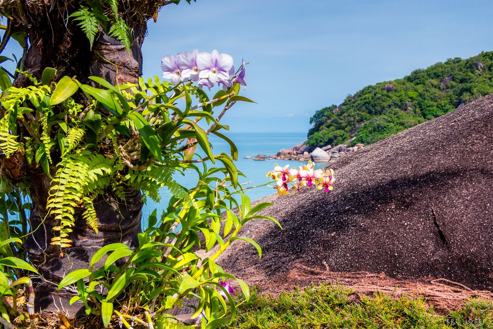 KoSamui0660