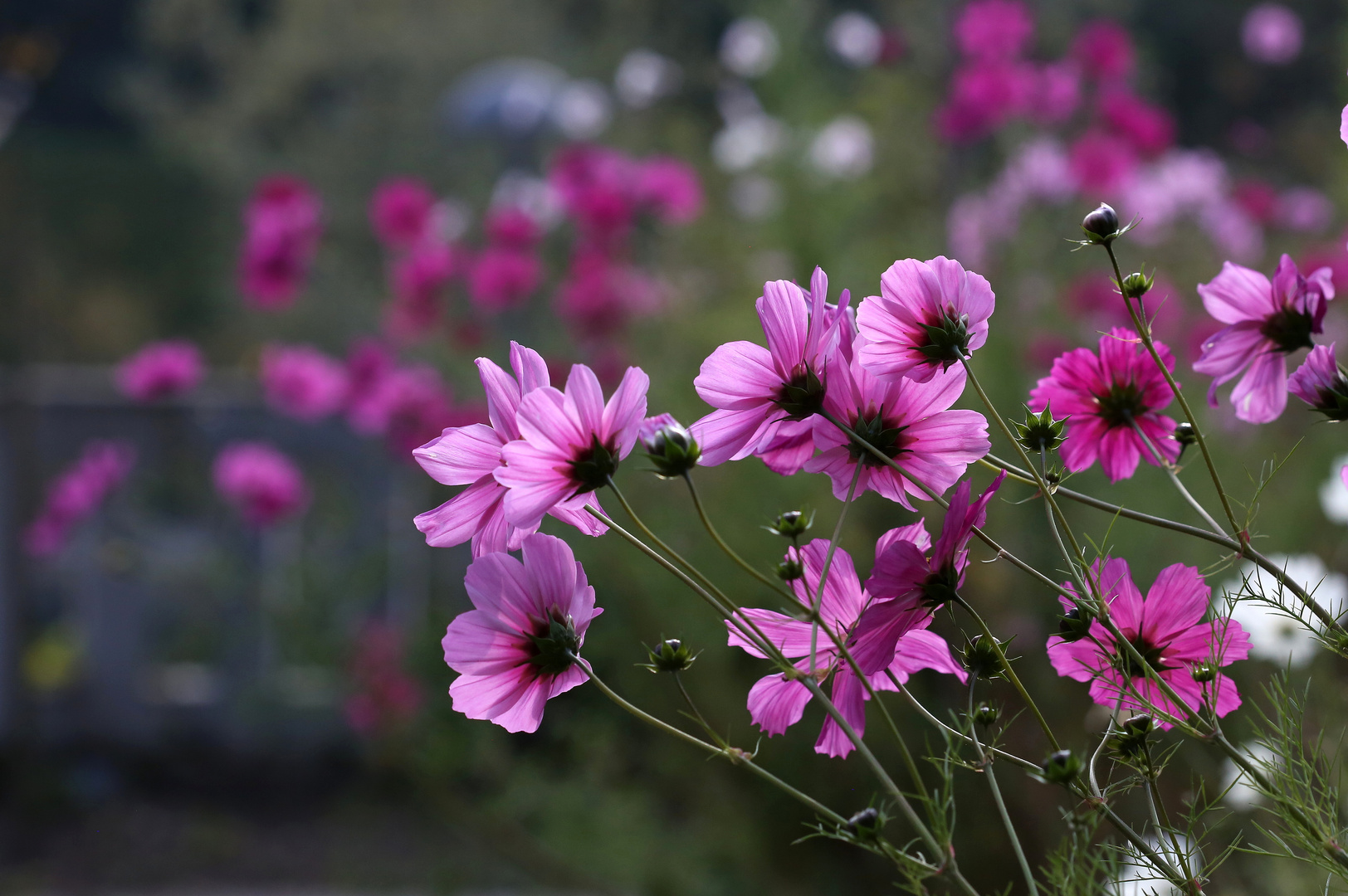 Kosmeen Foto & Bild pflanzen, pilze & flechten, blüten