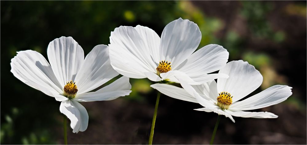 Kosmeen Trio.. Foto & Bild pflanzen, pilze & flechten, blüten