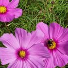 Kosmosblüten (Cosmos bipinnatus) mit Bienenbesuch