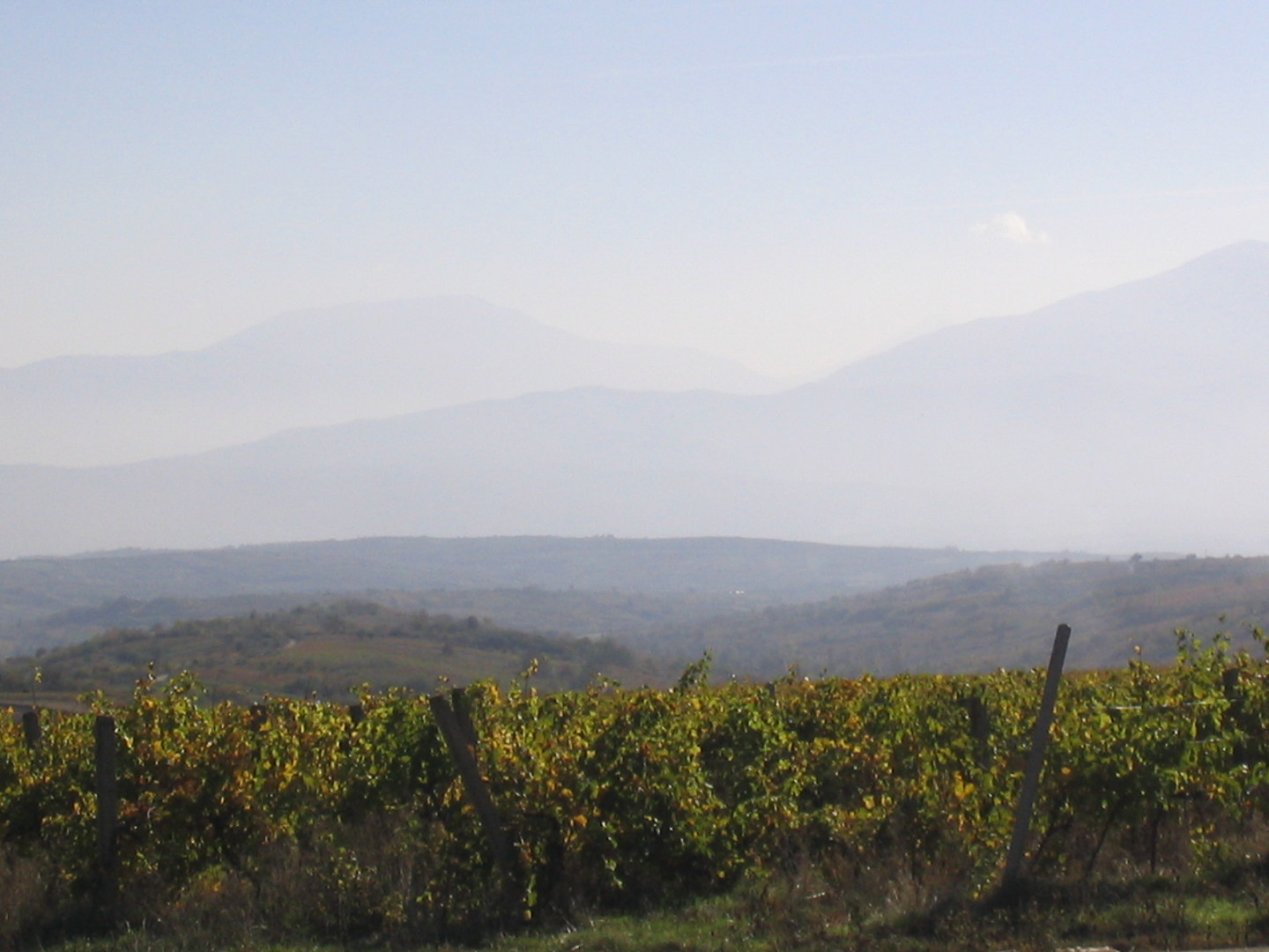 Kosovos Wein