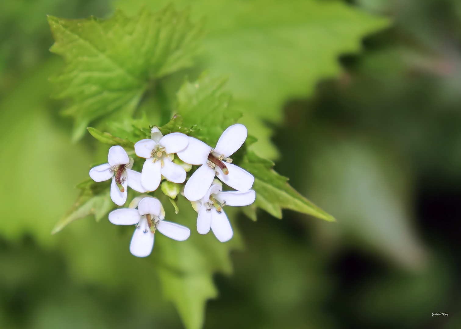 Kostbare Natur