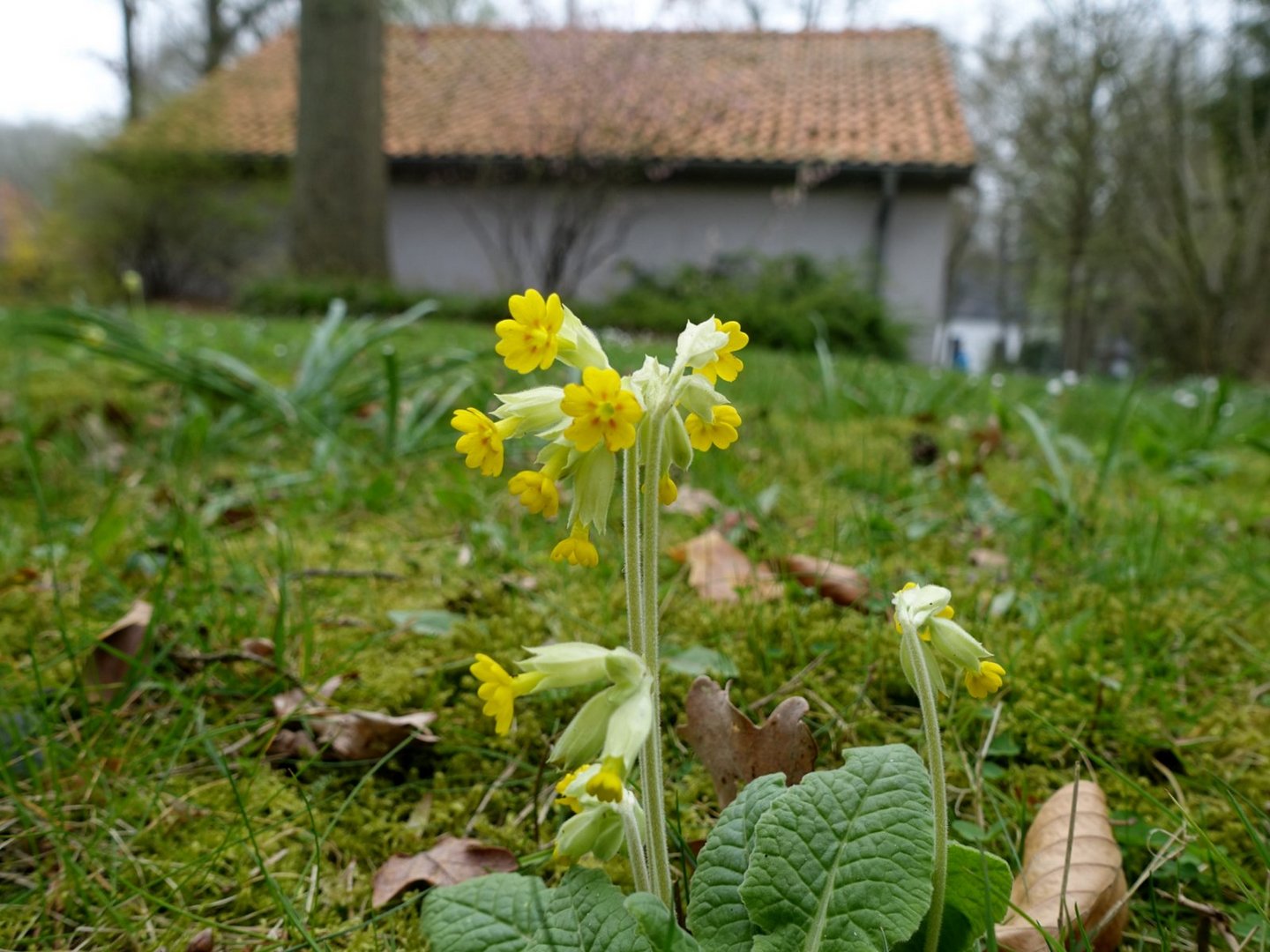 Kostbare Natur  "Schlüsselblume"