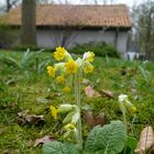 Kostbare Natur  "Schlüsselblume"