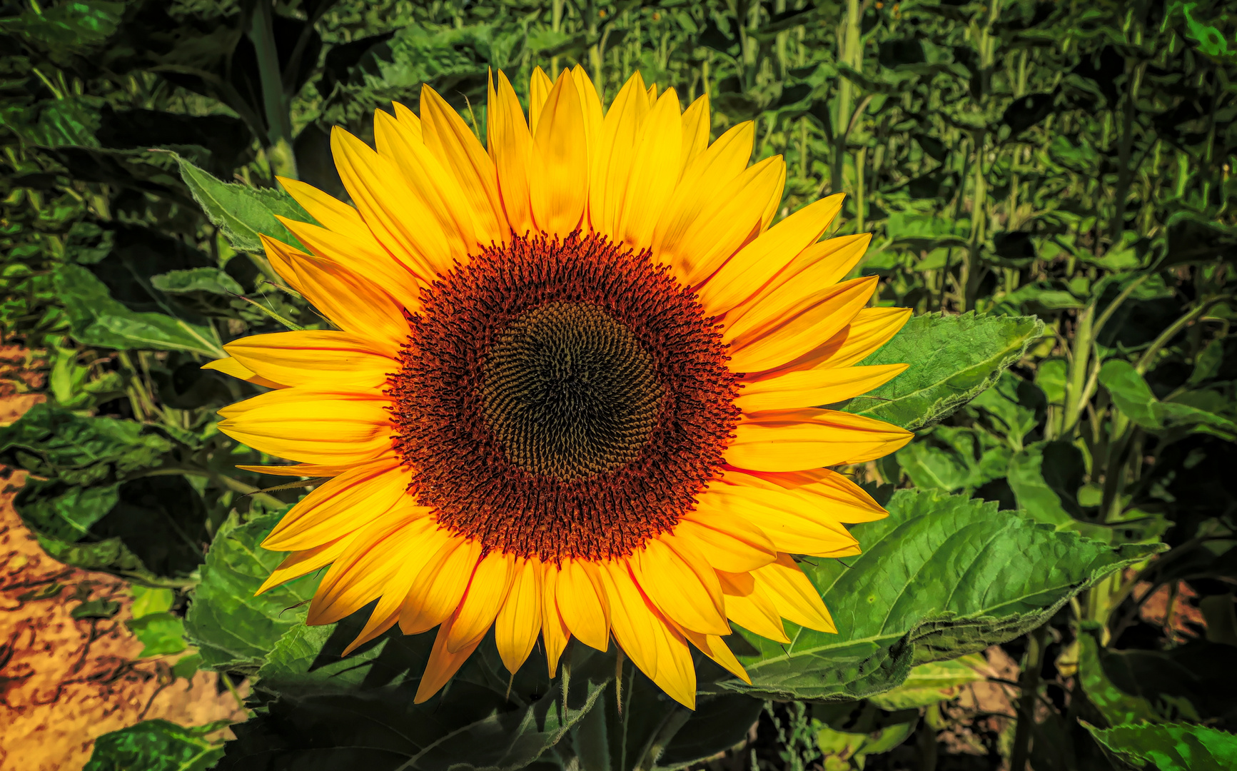 Kostbare Natur - Sonnenblume