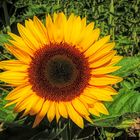 Kostbare Natur - Sonnenblume