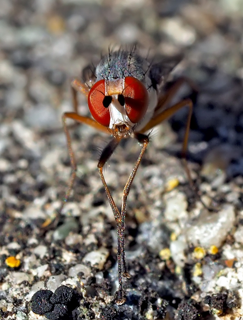 Kostbarer Augen-Blick mit einer Fliege! Eine Faulfliege ?