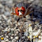 Kostbarer Augen-Blick mit einer Fliege! Eine Faulfliege ?