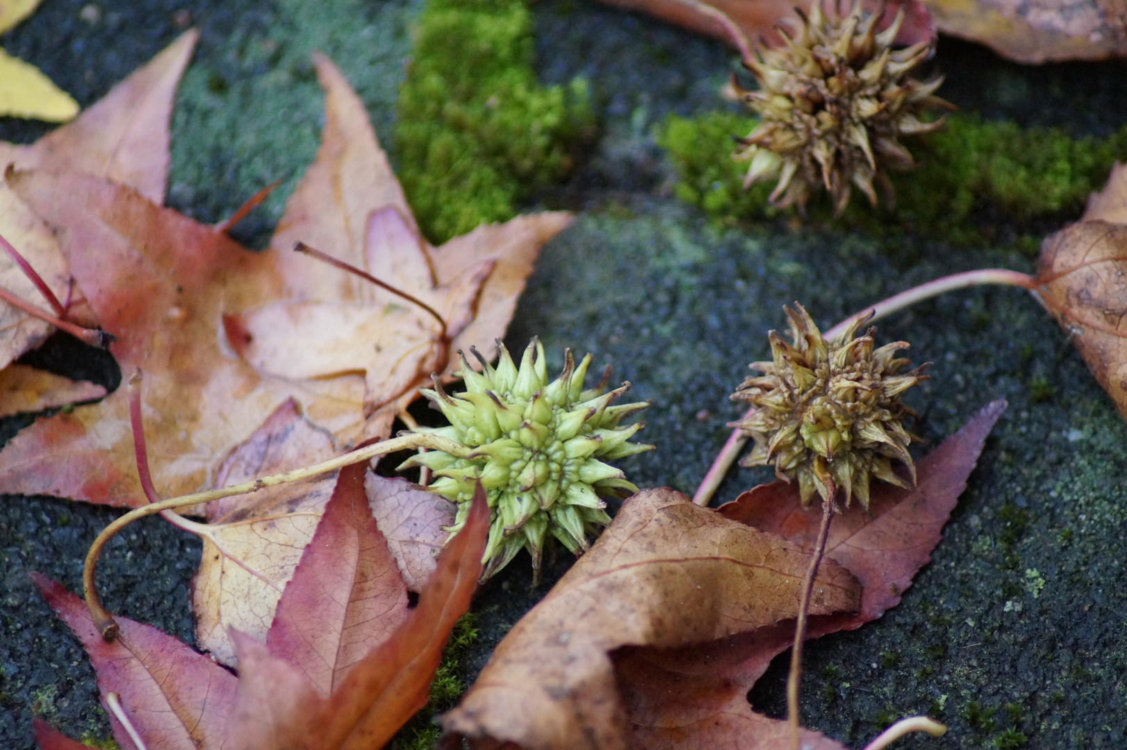 Kostbarkeiten der Natur 