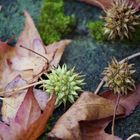 Kostbarkeiten der Natur 