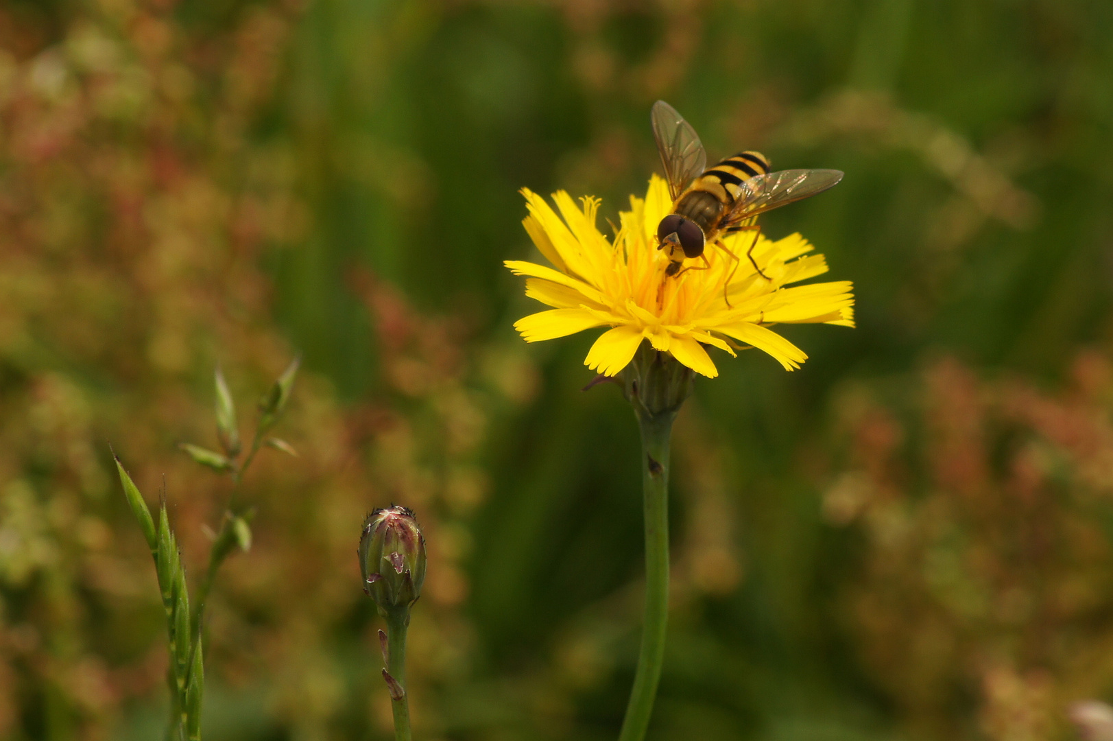 kostenlos für Schwebfliegen