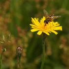 kostenlos für Schwebfliegen