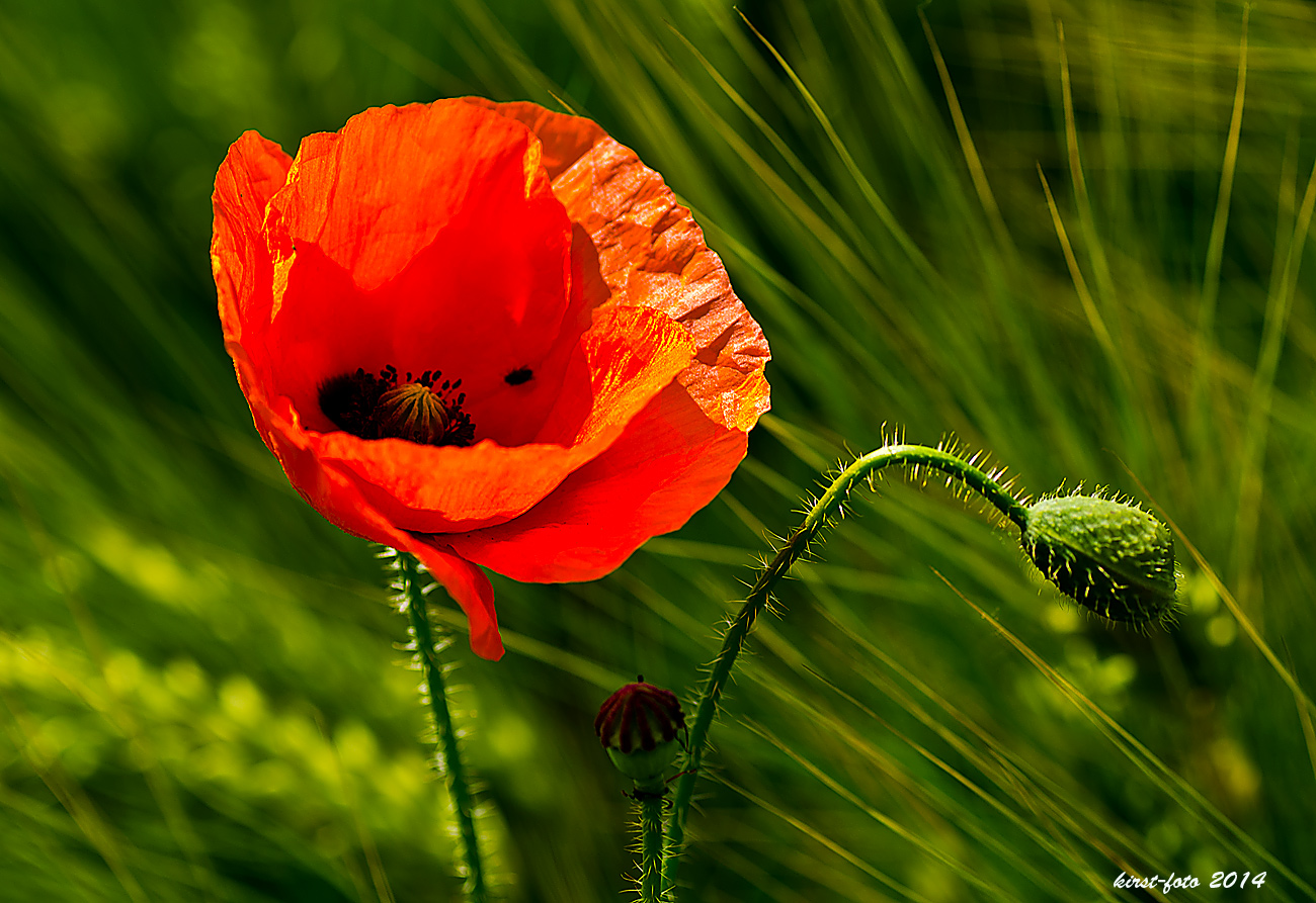 Kostenlose Zugabe Der Natur Zum Getreide Foto Bild Pflanzen Pilze Flechten Bluten Kleinpflanzen Mohn Bilder Auf Fotocommunity